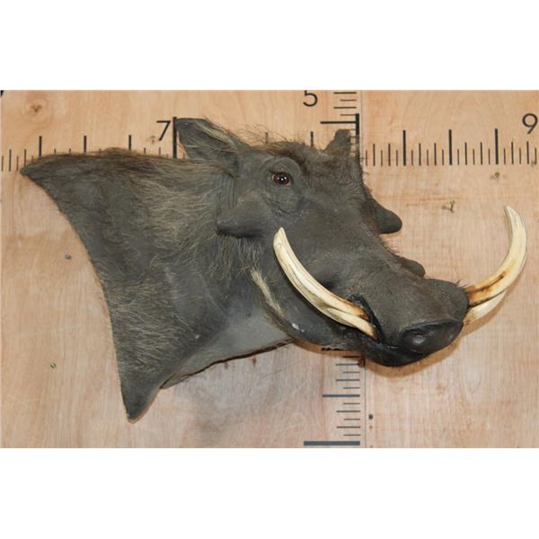 Big WARTHOG Shoulder Mount