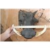 Image 7 : Big WARTHOG Shoulder Mount