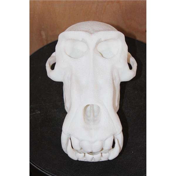 XXL Reproduction MANDRILL Skull (2 Pieces)