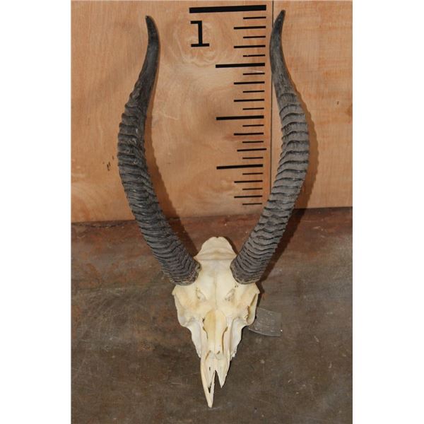 *Rarely Seen* GERENUK Skull with Removable Horns