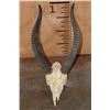 Image 1 : *Rarely Seen* GERENUK Skull with Removable Horns