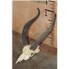 Image 2 : *Rarely Seen* GERENUK Skull with Removable Horns