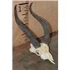 Image 3 : *Rarely Seen* GERENUK Skull with Removable Horns