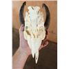 Image 8 : *Rarely Seen* GERENUK Skull with Removable Horns