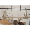 Image 10 : Big 14-Point WHITETAIL DEER Shoulder Mount