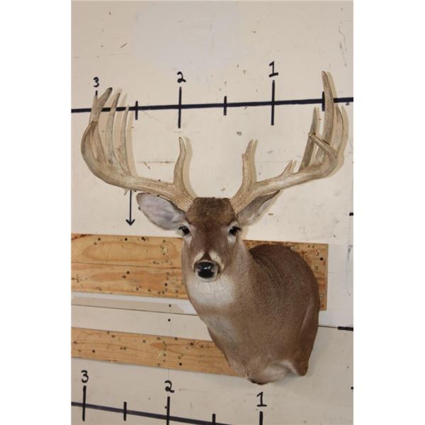 Big 14-Point WHITETAIL DEER Shoulder Mount