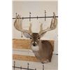 Image 1 : Big 14-Point WHITETAIL DEER Shoulder Mount