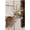 Image 3 : Big 14-Point WHITETAIL DEER Shoulder Mount