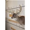 Image 4 : Big 14-Point WHITETAIL DEER Shoulder Mount