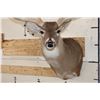 Image 6 : Big 14-Point WHITETAIL DEER Shoulder Mount