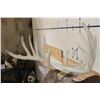 Image 9 : Big 14-Point WHITETAIL DEER Shoulder Mount
