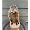 Image 2 : *New* WOODCHUCK Mounted on a Wood Slice Base