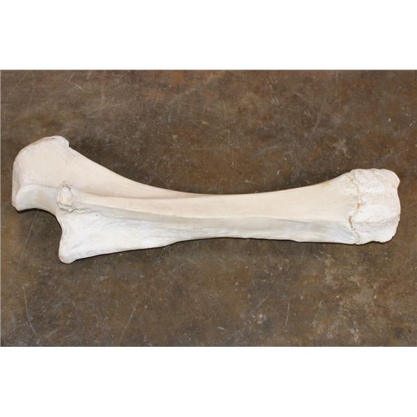 XL Giraffe FEMUR BONE