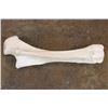 Image 1 : XL Giraffe FEMUR BONE