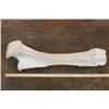 Image 2 : XL Giraffe FEMUR BONE