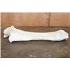 Image 3 : XL Giraffe FEMUR BONE