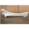 Image 4 : XL Giraffe FEMUR BONE
