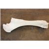 Image 5 : XL Giraffe FEMUR BONE