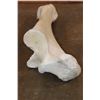 Image 6 : XL Giraffe FEMUR BONE