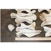 Image 10 : GIRAFFE Vertebrae and Cervical Bones for a Spinal Articulation (some sections are glued)