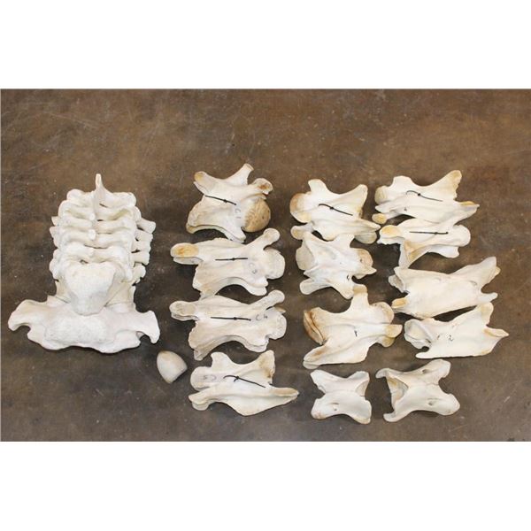GIRAFFE Vertebrae and Cervical Bones for a Spinal Articulation (some sections are glued)