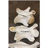 Image 9 : GIRAFFE Vertebrae and Cervical Bones for a Spinal Articulation (some sections are glued)