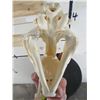 Image 10 : *TEXAS RESIDENTS ONLY* XL LEOPARD Skull with All its Teeth and a Wired Jaw