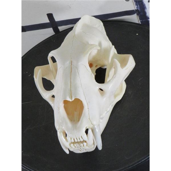 *TEXAS RESIDENTS ONLY* XL LEOPARD Skull with All its Teeth and a Wired Jaw