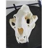 Image 1 : *TEXAS RESIDENTS ONLY* XL LEOPARD Skull with All its Teeth and a Wired Jaw