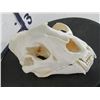 Image 2 : *TEXAS RESIDENTS ONLY* XL LEOPARD Skull with All its Teeth and a Wired Jaw
