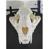 Image 3 : *TEXAS RESIDENTS ONLY* XL LEOPARD Skull with All its Teeth and a Wired Jaw