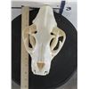 Image 8 : *TEXAS RESIDENTS ONLY* XL LEOPARD Skull with All its Teeth and a Wired Jaw