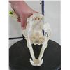 Image 9 : *TEXAS RESIDENTS ONLY* XL LEOPARD Skull with All its Teeth and a Wired Jaw