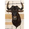Image 1 : BLACK WILDEBEEST Shoulder Mount