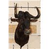Image 2 : BLACK WILDEBEEST Shoulder Mount