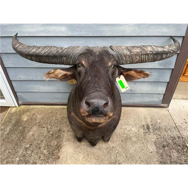 AUSTRALIAN WATER BUFFALO Shoulder Mount