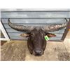 Image 3 : AUSTRALIAN WATER BUFFALO Shoulder Mount