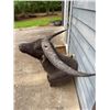 Image 4 : AUSTRALIAN WATER BUFFALO Shoulder Mount