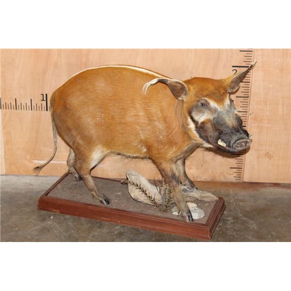 Life-sized RED RIVER HOG on a Wood Base