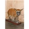 Image 2 : Life-sized RED RIVER HOG on a Wood Base