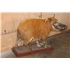 Image 3 : Life-sized RED RIVER HOG on a Wood Base