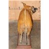 Image 8 : Life-sized RED RIVER HOG on a Wood Base