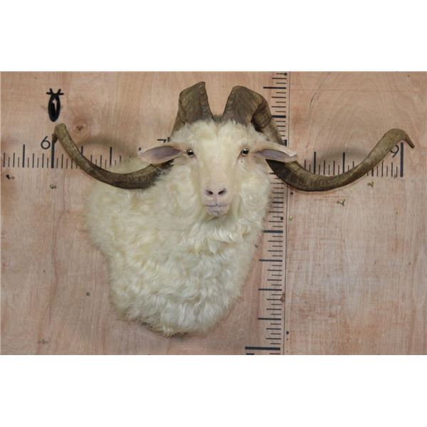 XXL ANGORA GOAT Wall Pedestal
