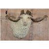 Image 1 : XXL ANGORA GOAT Wall Pedestal