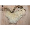 Image 2 : XXL ANGORA GOAT Wall Pedestal