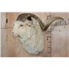 Image 3 : XXL ANGORA GOAT Wall Pedestal