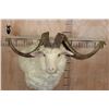 Image 8 : XXL ANGORA GOAT Wall Pedestal