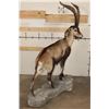 Image 3 : Big Life-sized GREDOS IBEX on a light-weight foam, simulated Rock Base