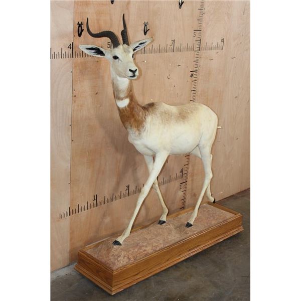 *TEXAS RESIDENTS ONLY* Life-sized DAMA GAZELLE on a Wood Base with Wheels