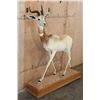 Image 1 : *TEXAS RESIDENTS ONLY* Life-sized DAMA GAZELLE on a Wood Base with Wheels